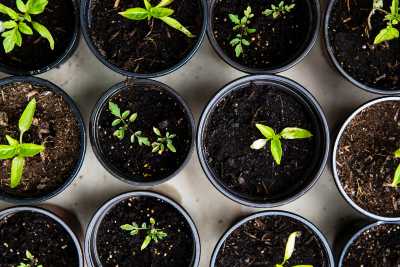 Garden seedlings started indoors for later planting in outdoor garden